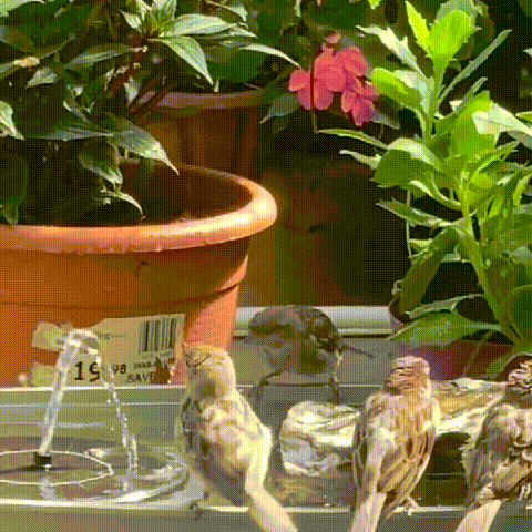 Rywell Solar-Powered Birdbath Fountain