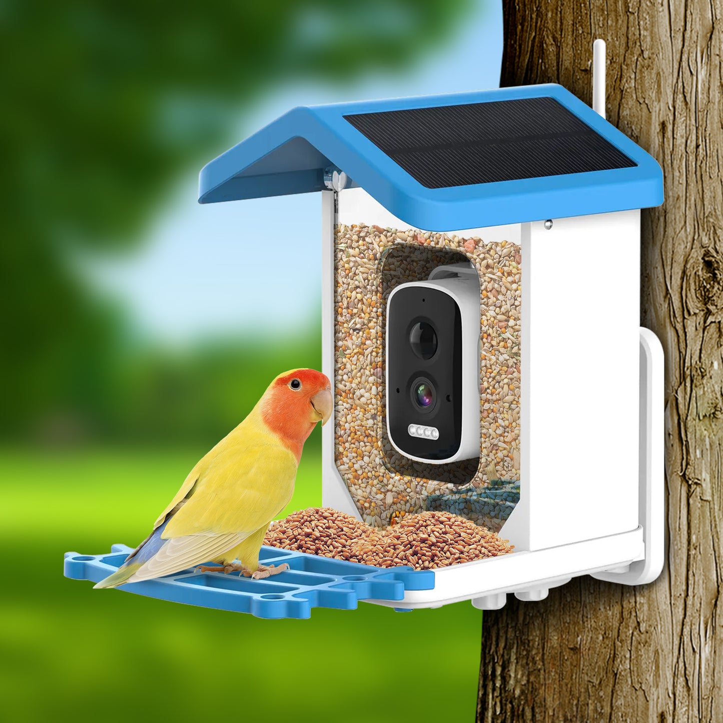 Rywell Smart Bird Feeder with AI Recognition for 11,000+ Bird Species and 5MP Camera