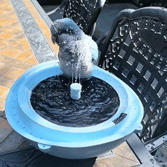 Rywell Solar Birdbath with Automatic Water Recycling & Filtration System