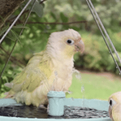 Rywell Solar Birdbath with Automatic Water Recycling & Filtration System