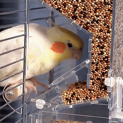 Rywell Parrot Bird Feeder Box – Spill-Proof Automatic Hanging Seed Dispenser for Birds