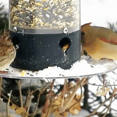 Rywell Weight-Activated Hanging Bird Feeder – Squirrel-Proof, Rotating Wild Bird Feeder for Outdoors
