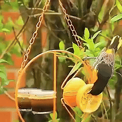 Rywell 2-in-1 Hanging Clementine Oriole & Humming bird Feeder