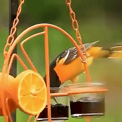Rywell 2-in-1 Hanging Clementine Oriole & Humming bird Feeder