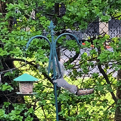 Rywell Durable Window Bird Hanging Feeder