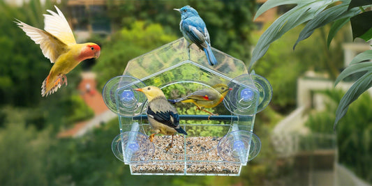 Why Window Bird Feeders Are a Perfect Choice for Bird Lovers