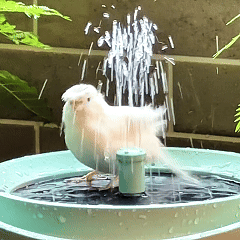 Bagno solare per uccelli Rywell con sistema automatico di riciclo e filtraggio dell'acqua