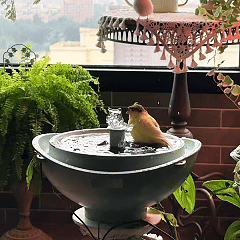 Bagno solare per uccelli Rywell con sistema automatico di riciclo e filtraggio dell'acqua