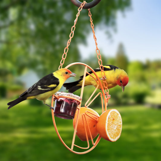Rywell 2-in-1 Hanging Clementine Oriole & Humming bird Feeder