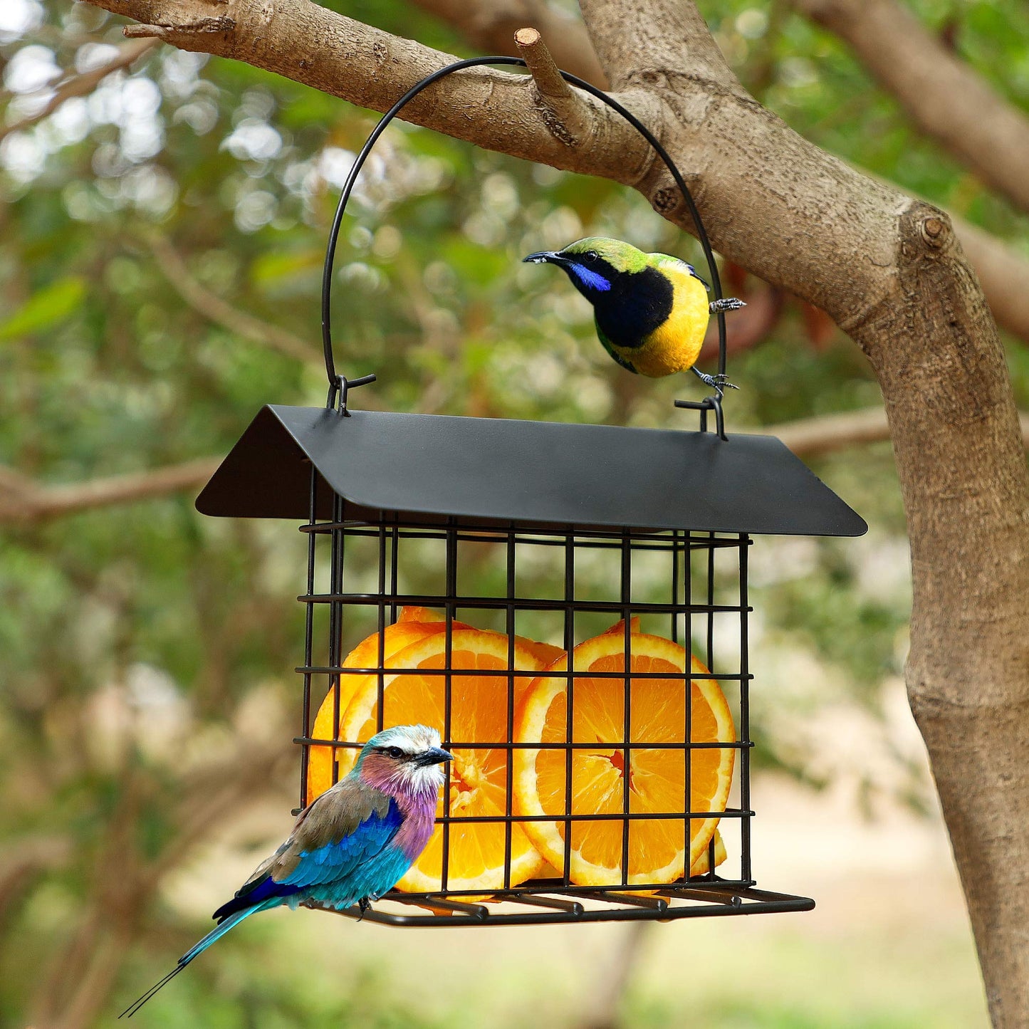 Rywell Squirrel Proof Suet Feeder, Heavy-Duty Metal Hanging Bird Feeder for Outside, Weatherproof Suet Cage for Woodpeckers & Wild Birds, Garden Suet Cake Holder