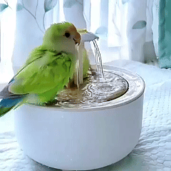 Rywell USB Charging Automatic Bird Bath Fountain with Circulating Water for Parakeets, Parrots & Small Birds