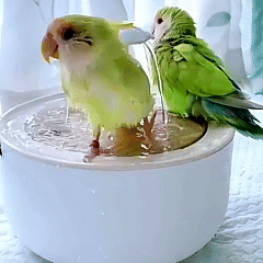 Rywell USB Charging Automatic Bird Bath Fountain with Circulating Water for Parakeets, Parrots & Small Birds